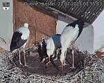 Capi_Dubne_20250722_075503.jpg