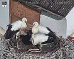 Capi_Dubne_20250722_080002.jpg