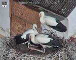 Capi_Dubne_20250722_080503.jpg
