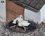 Capi_Dubne_20250722_082003.jpg