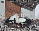 Capi_Dubne_20250722_082502.jpg
