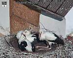 Capi_Dubne_20250722_084503.jpg