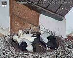 Capi_Dubne_20250722_085003.jpg