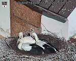 Capi_Dubne_20250722_090503.jpg