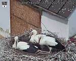 Capi_Dubne_20250722_103502.jpg