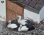 Capi_Dubne_20250722_104502.jpg