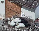 Capi_Dubne_20250722_105003.jpg
