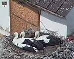 Capi_Dubne_20250722_120503.jpg
