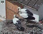 Capi_Dubne_20250722_124502.jpg