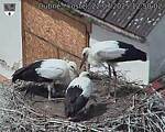 Capi_Dubne_20250722_125002.jpg