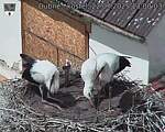 Capi_Dubne_20250722_130003.jpg
