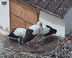 Capi_Dubne_20250722_130503.jpg