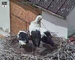 Capi_Dubne_20250722_131003.jpg