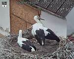 Capi_Dubne_20250722_132502.jpg