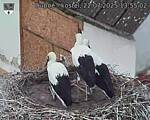 Capi_Dubne_20250722_135503.jpg
