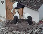 Capi_Dubne_20250722_140002.jpg