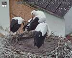Capi_Dubne_20250722_140502.jpg