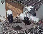 Capi_Dubne_20250722_141003.jpg