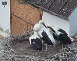 Capi_Dubne_20250722_142503.jpg