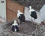 Capi_Dubne_20250722_144003.jpg