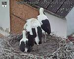 Capi_Dubne_20250722_144502.jpg