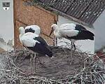 Capi_Dubne_20250722_151003.jpg