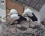 Capi_Dubne_20250722_151502.jpg