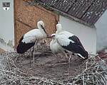 Capi_Dubne_20250722_152503.jpg