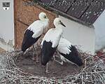 Capi_Dubne_20250722_160003.jpg