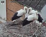 Capi_Dubne_20250722_161002.jpg