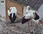 Capi_Dubne_20250722_161503.jpg