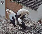 Capi_Dubne_20250722_163503.jpg