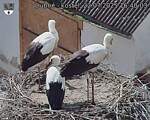 Capi_Dubne_20250722_164003.jpg
