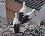 Capi_Dubne_20250722_164503.jpg