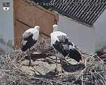 Capi_Dubne_20250722_165003.jpg