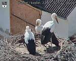 Capi_Dubne_20250722_170502.jpg
