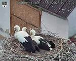 Capi_Dubne_20250722_174002.jpg