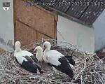 Capi_Dubne_20250722_181002.jpg