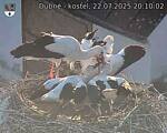 Capi_Dubne_20250722_201002.jpg