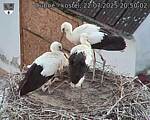 Capi_Dubne_20250722_205002.jpg