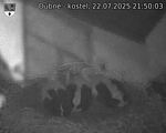 Capi_Dubne_20250722_215003.jpg