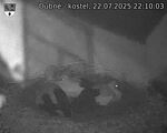 Capi_Dubne_20250722_221003.jpg