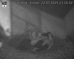 Capi_Dubne_20250722_231002.jpg