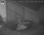 Capi_Dubne_20250723_001002.jpg