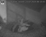 Capi_Dubne_20250723_001503.jpg