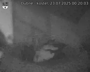 Capi_Dubne_20250723_002003.jpg (1350 x 1080)