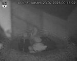 Capi_Dubne_20250723_004502.jpg