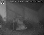 Capi_Dubne_20250723_011502.jpg