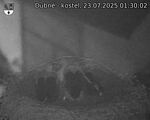 Capi_Dubne_20250723_013002.jpg