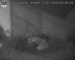 Capi_Dubne_20250723_020502.jpg